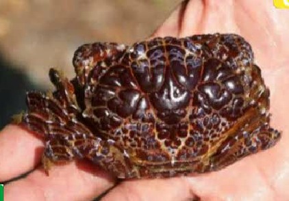 �ձ��������ؾ綾�з ʳ�ÿɵ�����������